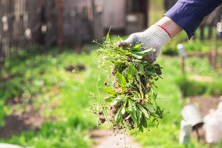 How to Get Rid of Weeds in your Yard Carpentersville, IL