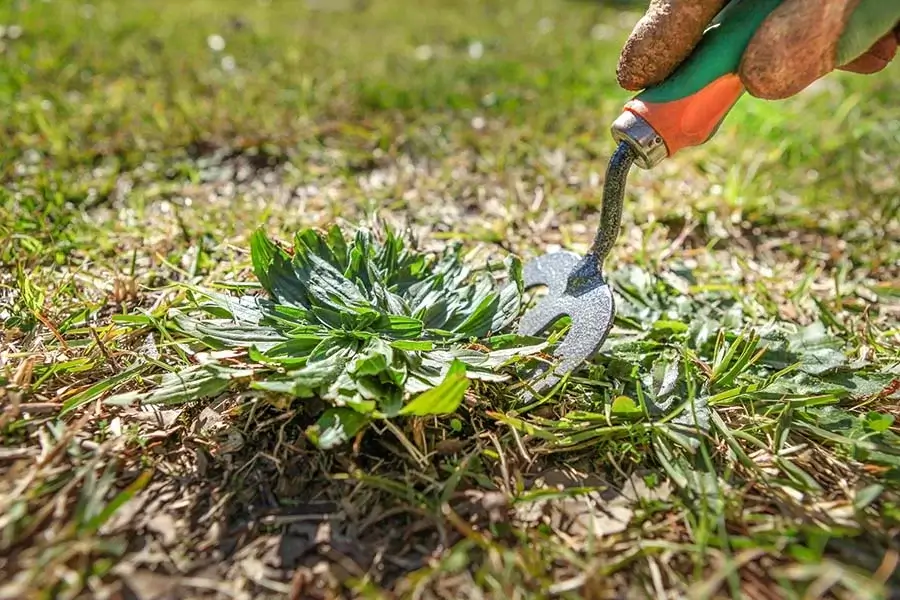 How to Get Rid of Weeds in your Yard in Carpentersville, IL