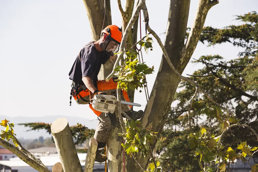 How to Trim Trees Carpentersville, IL