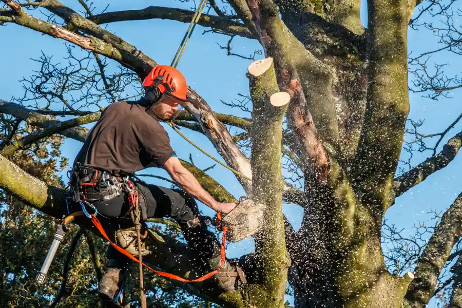 How to Trim Trees in Carpentersville, IL