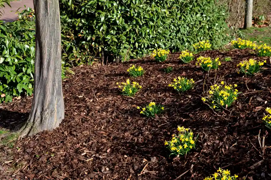 Affordable Mulching in Carpentersville, IL