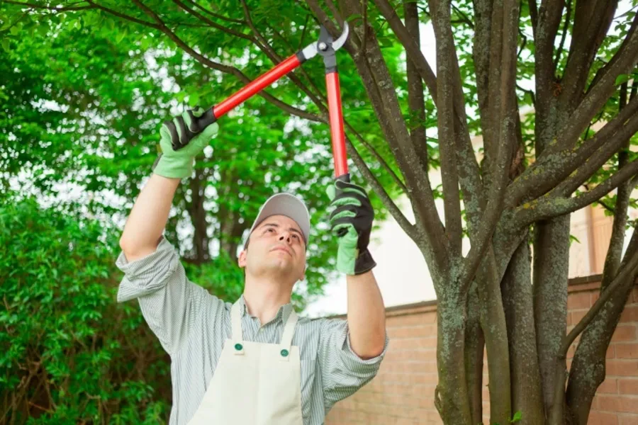 Reliable Tree Services in Carpentersville, IL