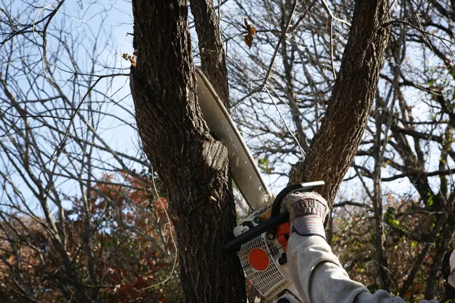 Tree Trimming Ideas Carpentersville, IL