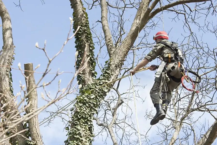 Tree Trimming Ideas in Carpentersville, IL